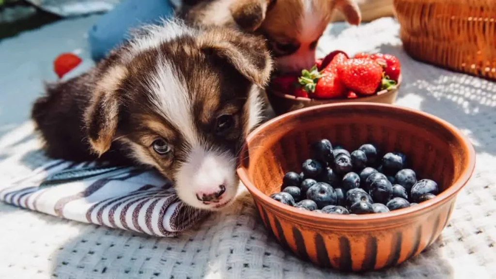 pupies can eat bluebarries