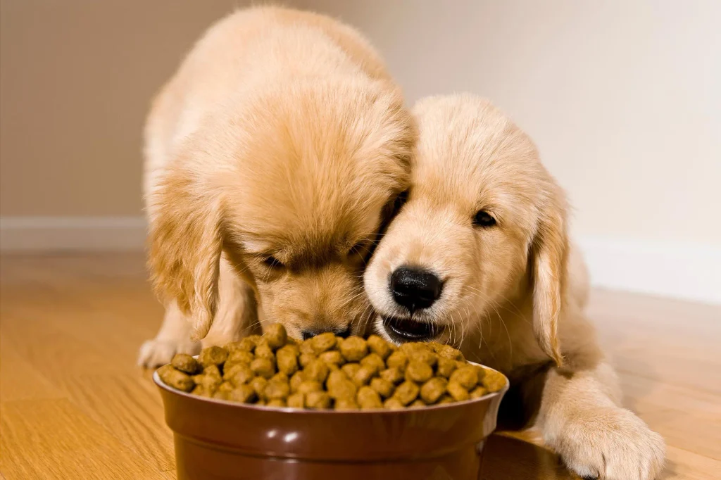 puppies can eat eggs