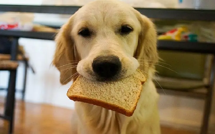 pupies can eat bread